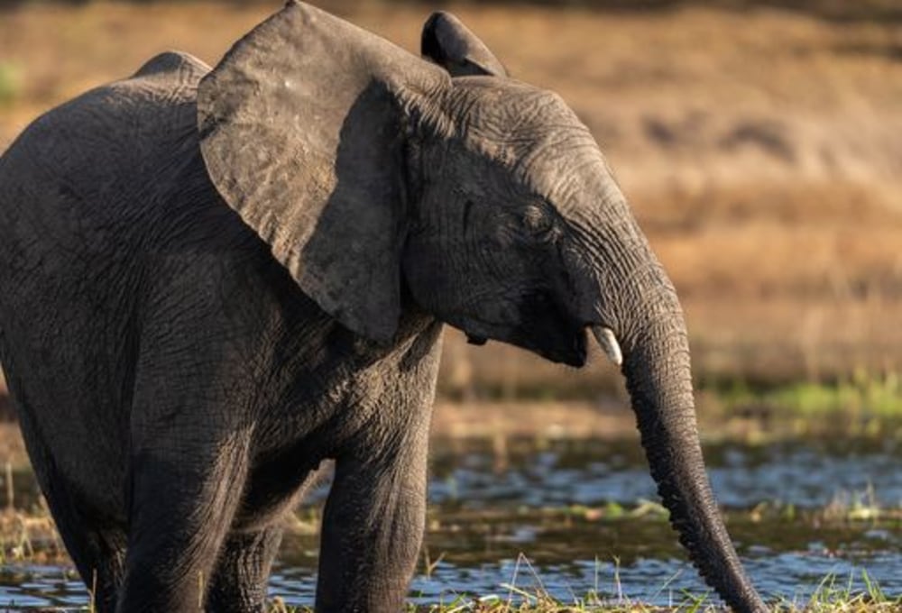 Auf nach Kasane in Botswana